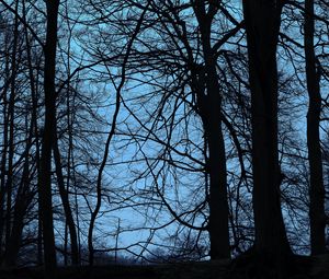 Preview wallpaper trees, branches, dusk, dark, outlines