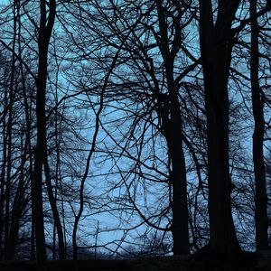 Preview wallpaper trees, branches, dusk, dark, outlines