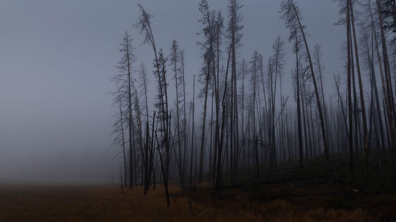 Wallpaper trees, branches, field, forest, fog, dark, nature