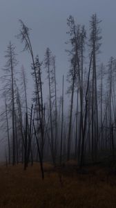 Preview wallpaper trees, branches, field, forest, fog, dark, nature
