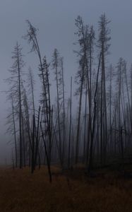 Preview wallpaper trees, branches, field, forest, fog, dark, nature
