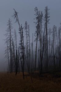Preview wallpaper trees, branches, field, forest, fog, dark, nature