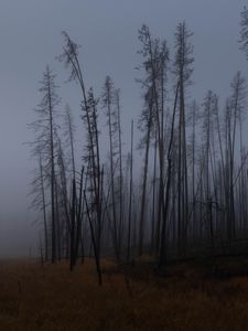 Preview wallpaper trees, branches, field, forest, fog, dark, nature