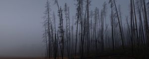 Preview wallpaper trees, branches, field, forest, fog, dark, nature