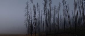 Preview wallpaper trees, branches, field, forest, fog, dark, nature