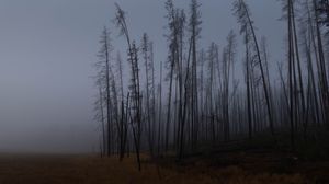 Preview wallpaper trees, branches, field, forest, fog, dark, nature