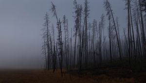 Preview wallpaper trees, branches, field, forest, fog, dark, nature