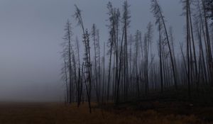 Preview wallpaper trees, branches, field, forest, fog, dark, nature