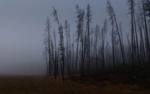 Preview wallpaper trees, branches, field, forest, fog, dark, nature