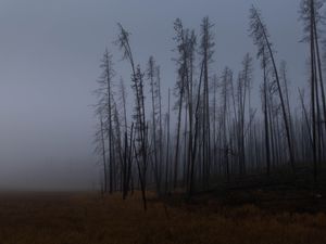 Preview wallpaper trees, branches, field, forest, fog, dark, nature