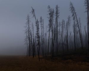 Preview wallpaper trees, branches, field, forest, fog, dark, nature