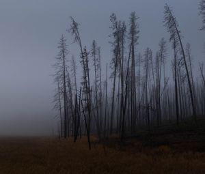 Preview wallpaper trees, branches, field, forest, fog, dark, nature