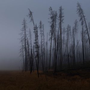 Preview wallpaper trees, branches, field, forest, fog, dark, nature