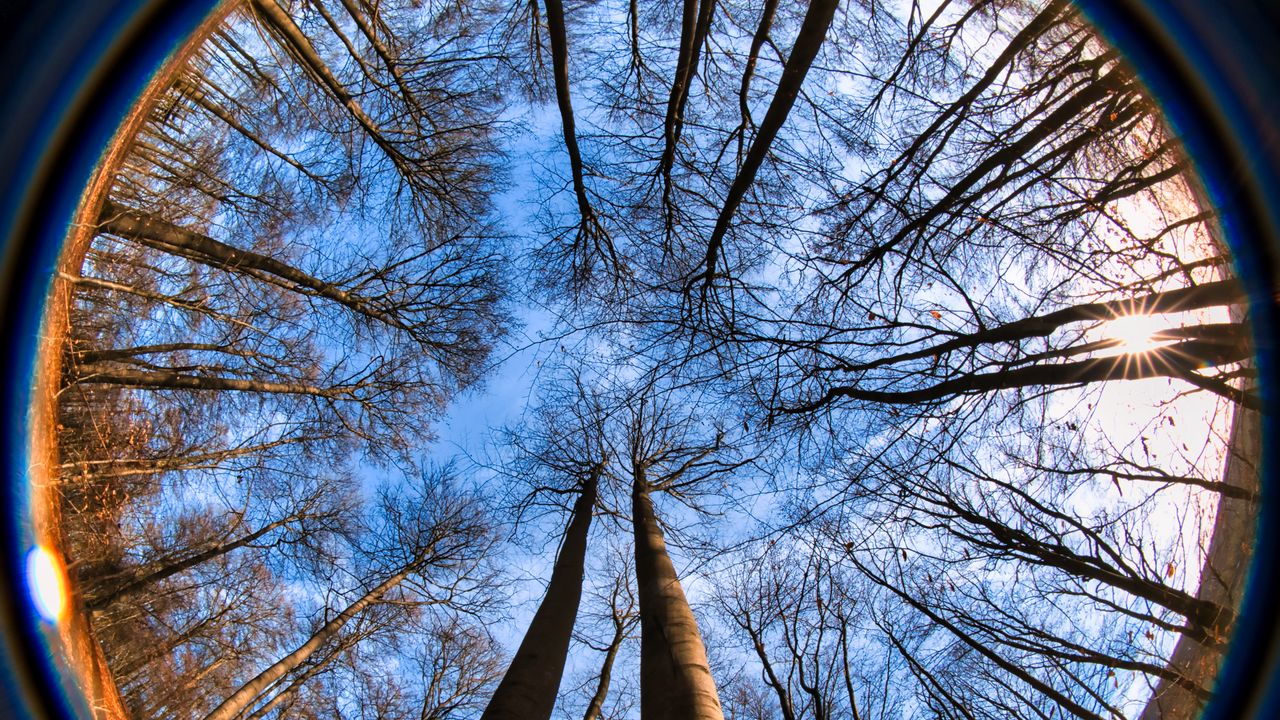 Wallpaper trees, branches, fisheye, nature