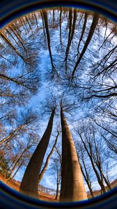 Preview wallpaper trees, branches, fisheye, nature