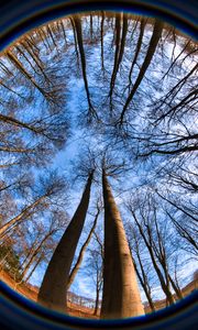 Preview wallpaper trees, branches, fisheye, nature