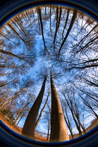 Preview wallpaper trees, branches, fisheye, nature