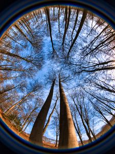 Preview wallpaper trees, branches, fisheye, nature