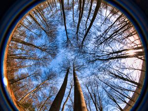 Preview wallpaper trees, branches, fisheye, nature