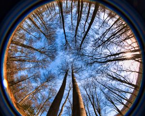 Preview wallpaper trees, branches, fisheye, nature