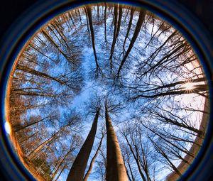 Preview wallpaper trees, branches, fisheye, nature