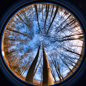 Preview wallpaper trees, branches, fisheye, nature