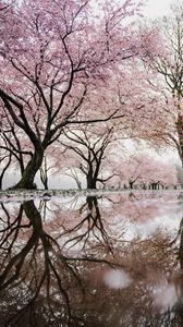 Preview wallpaper trees, branches, flowers, spring, reflection