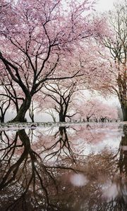 Preview wallpaper trees, branches, flowers, spring, reflection