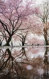 Preview wallpaper trees, branches, flowers, spring, reflection