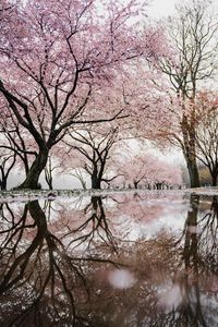 Preview wallpaper trees, branches, flowers, spring, reflection