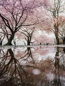 Preview wallpaper trees, branches, flowers, spring, reflection