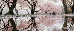 Preview wallpaper trees, branches, flowers, spring, reflection