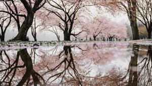 Preview wallpaper trees, branches, flowers, spring, reflection
