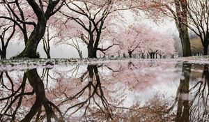 Preview wallpaper trees, branches, flowers, spring, reflection