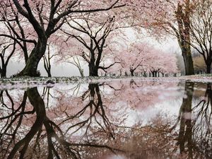 Preview wallpaper trees, branches, flowers, spring, reflection