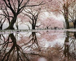 Preview wallpaper trees, branches, flowers, spring, reflection