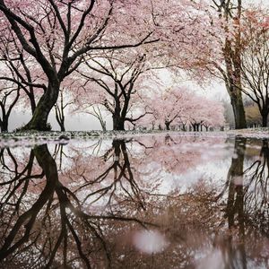 Preview wallpaper trees, branches, flowers, spring, reflection