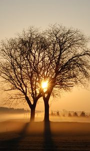 Preview wallpaper trees, branches, fog, rays, sun, sunset