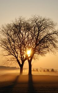 Preview wallpaper trees, branches, fog, rays, sun, sunset