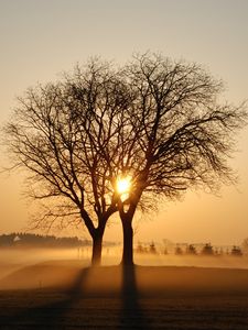 Preview wallpaper trees, branches, fog, rays, sun, sunset