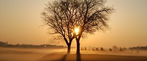 Preview wallpaper trees, branches, fog, rays, sun, sunset