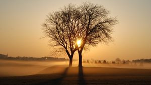 Preview wallpaper trees, branches, fog, rays, sun, sunset