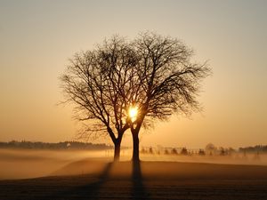 Preview wallpaper trees, branches, fog, rays, sun, sunset