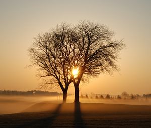 Preview wallpaper trees, branches, fog, rays, sun, sunset