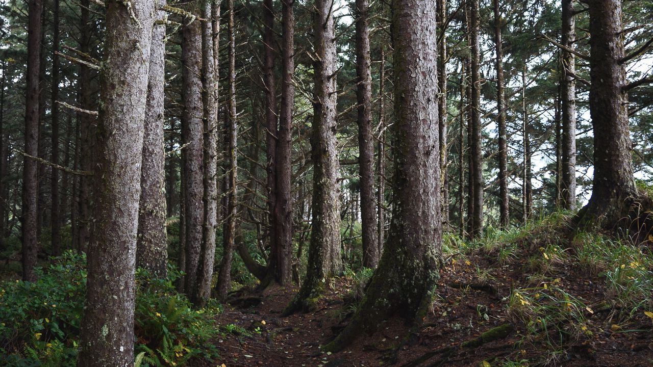 Wallpaper trees, branches, forest, nature