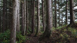 Preview wallpaper trees, branches, forest, nature
