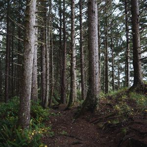 Preview wallpaper trees, branches, forest, nature