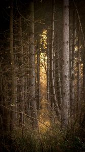 Preview wallpaper trees, branches, forest, light