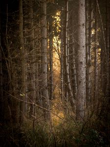 Preview wallpaper trees, branches, forest, light