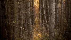 Preview wallpaper trees, branches, forest, light